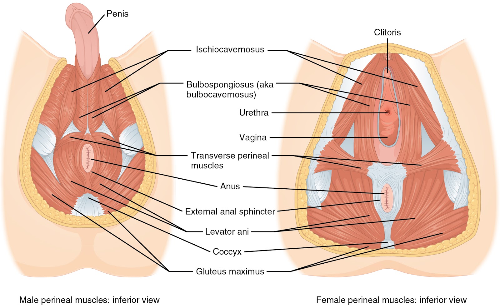 Método TAD para la musculatura abdominal y suelo pélvico